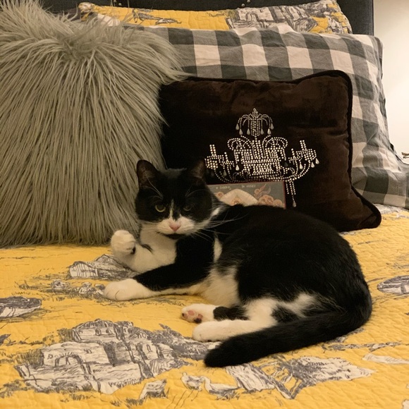 Meet Hillbilly - Picture 1 of 1